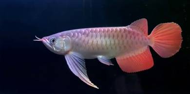 Sepauk arowana