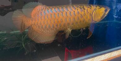 24k golden arowana