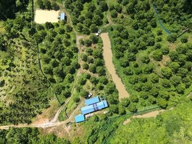 Agricultural Land with a Durian Farm at Bekenu