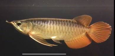 Red arowana