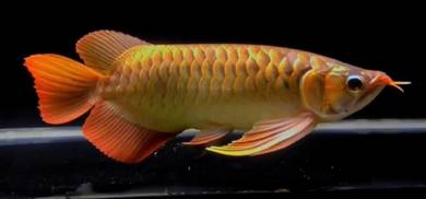 Indonesia arowana
