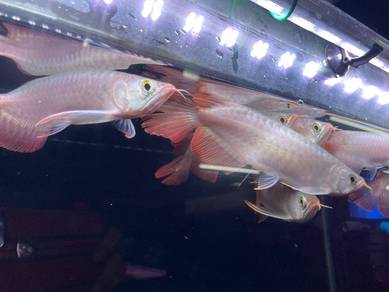 Red arowana