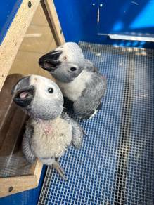Sepasang Baby Burung KakakTua African Grey Parrot