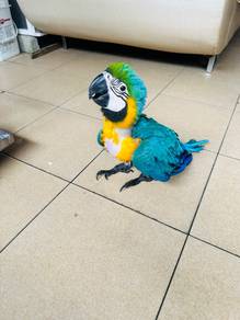 Burung Baby Blue And Gold Macaw Parrot Bird