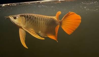 Premium red arowana