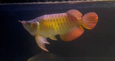 Premium spec red arowana