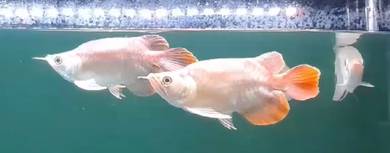 Short body red arowana
