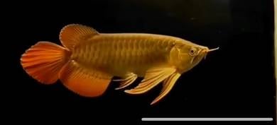 Super red arowana