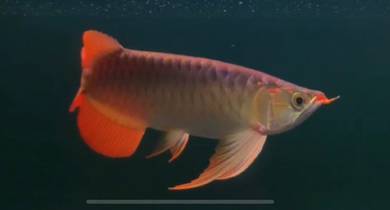 Sepauk red arowana