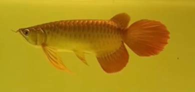 Sepauk red arowana
