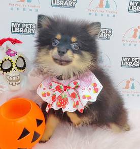 Puppyfind pomeranian 2024