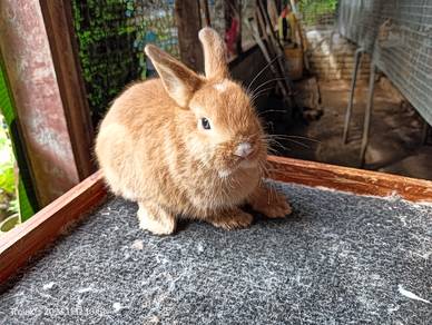 Rabbit for sale in Malaysia Buy Sell Pets Supplies Mudah.my