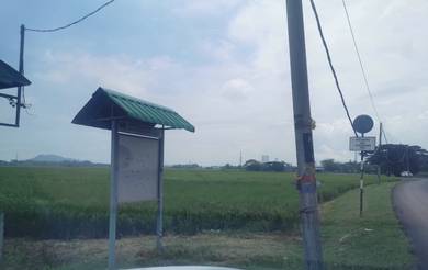 Permatang Nibong, Permatang Pauh, Roadside, Sawah Padi, First Grade