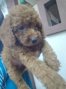 Teacup hotsell poodle olx