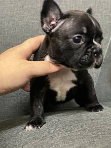 rehome Quality French Bulldog 6weeks
