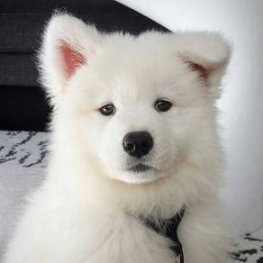Rehome High Quality Samoyed