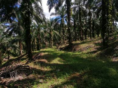 Residential-Land-for-sale-Lahad-Datu-Sabah