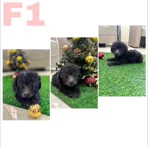 Found 179 Results For Toy Poodles Find