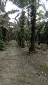 Tanah Sawit Labu Kubong, Teluk Intan Depan Jalan Utama 2.34 Ekar
