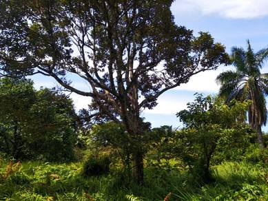 Agricultural-Land-for-sale-Kuala-Linggi-Melaka