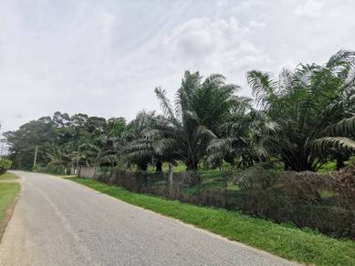 Agricultural-Land-for-sale-Bemban-Melaka