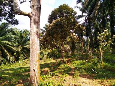 3 acres Agri land at Linggi, Port Dickson, N. Sembilan