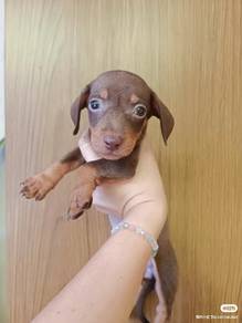 Puppyfind dachshund best sale