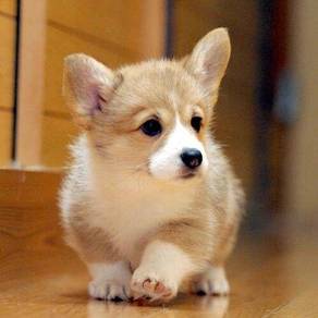 Good Quality Corgi MKA