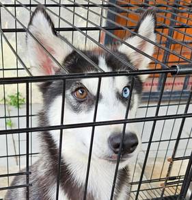 Siberian husky on sale cage for sale