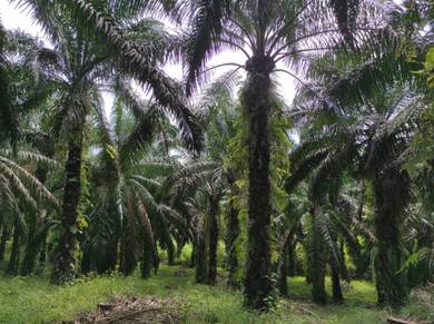 Oilpalm land for sale at slim,Freehold