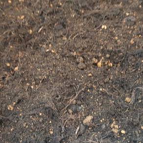 Tanah Hitam Campuran Topsoil utk Landskap