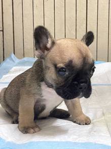 Best Quality French bulldog Open for visit