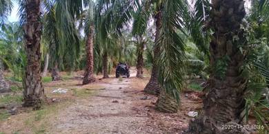 1 acres Agricultural Land at Bagan Sungai Burung, Sg Besar, Selangor