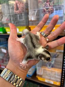 Mosaic Sugar Glider