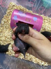 Black hamsters best sale for sale