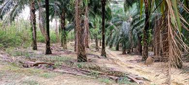 Agricultural-Land-for-sale-Alor-Gajah-Melaka