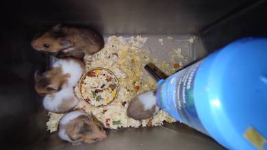 Ebers hamster food sale