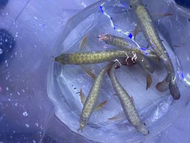 24 k golden arowana
