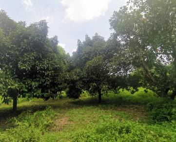 FREEHOLD 1.5 ekar Dusun dekat Sungai Muar, Muar Johor
