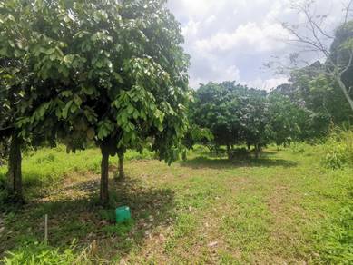 FREEHOLD 1.5 ekar Dusun dekat Sungai Muar, Muar Johor