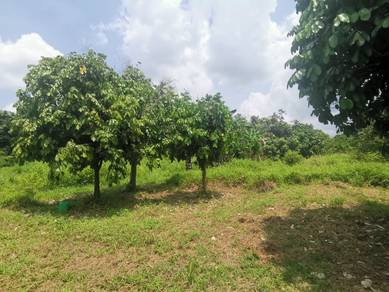 FREEHOLD 1.5 ekar Dusun dekat Sungai Muar, Muar Johor