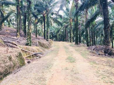 Freehold Agriculture Land For Sale At Semerbok,Rembau,Negeri Sembilan