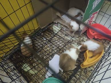 Guinea pig price sales in crawford market