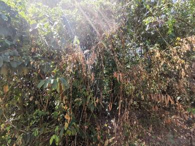 GOOD LOCATION Agriculture Land Taman Desa Jaya For Rent