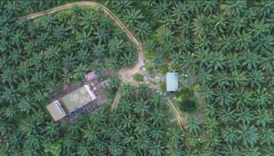 Oil Palm plus durian land