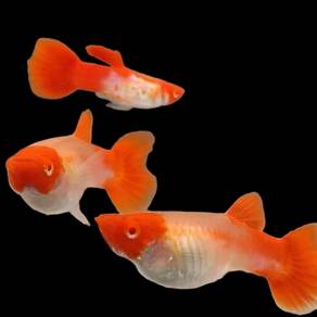 Albino Koi Guppy