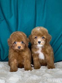 Cinnamon micro poodle female for outlet sale