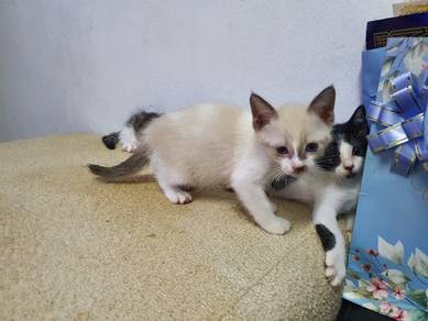 Kittens for sale store mudah