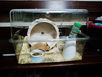 Diy hot sale sangkar hamster