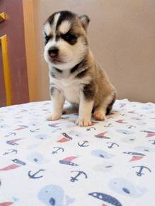 Puppies for sale store cheap